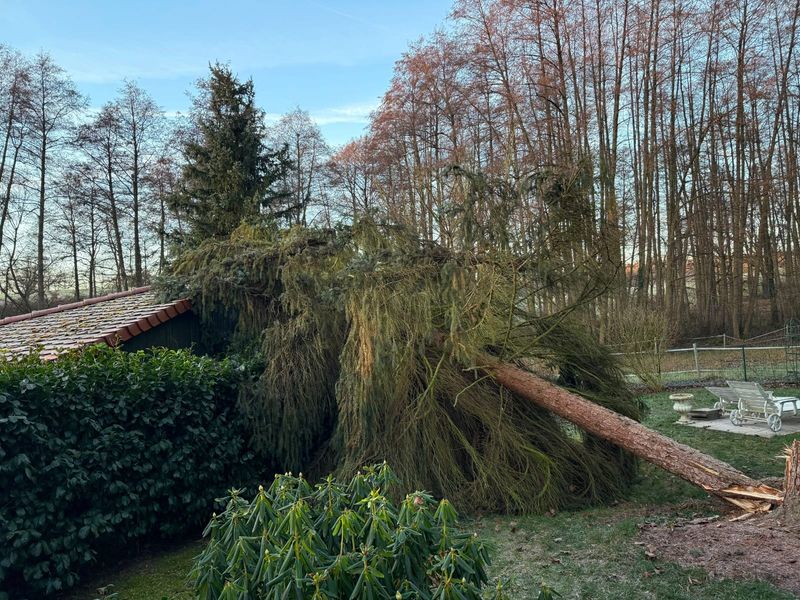 Kontrolliert gefällte Fichte, die zwischen Gartenhaus, Hecke und Nachbargrundstück in einem engen Wohngebiet abgelegt wurde