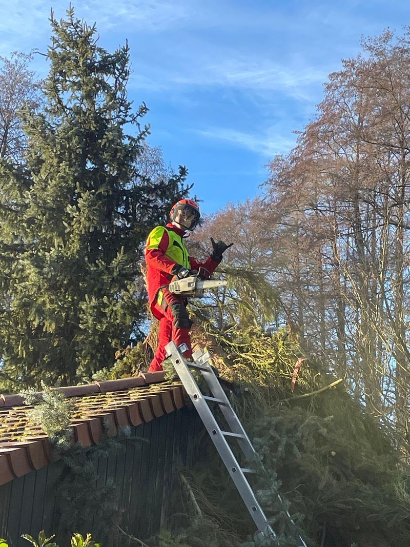 Mitarbeiter in kompletter Schnittschutzausrüstung schneidet mit der Kettensäge Äste über einem Hausdach zurück