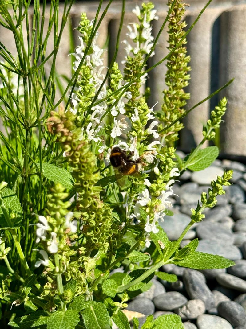 Nahaufnahme weiß blühender Stauden mit Hummel vor einem Kiesbeet